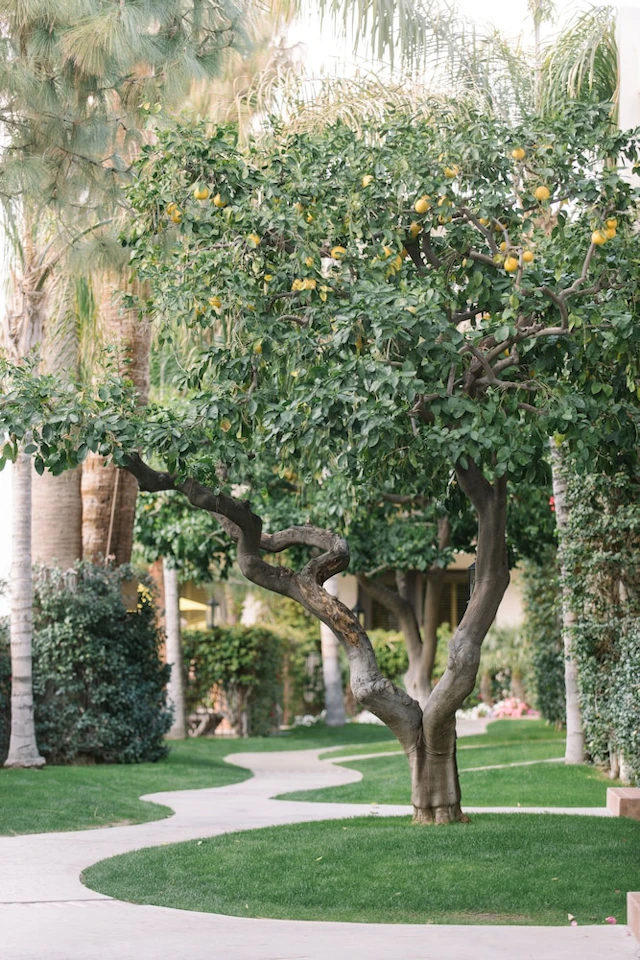 Palm Mountain Resort and Spa
