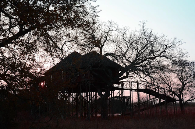 Pezulu Tree House Lodge