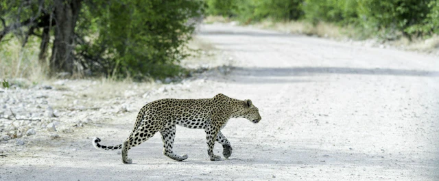 Onguma Tented Camp