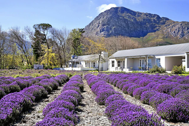 Lavender Farm Guesthouse