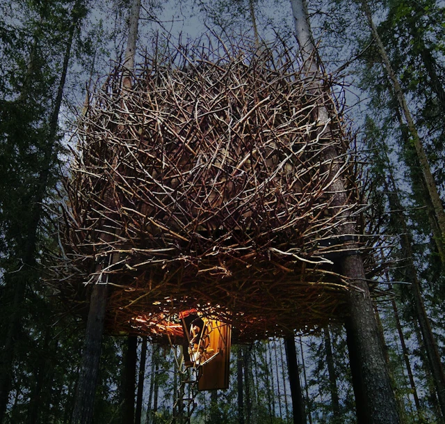 Tree Hotel