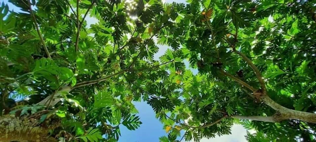 Pension Tupuna