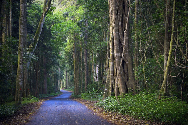 O'Reilly's Rainforest Retreat