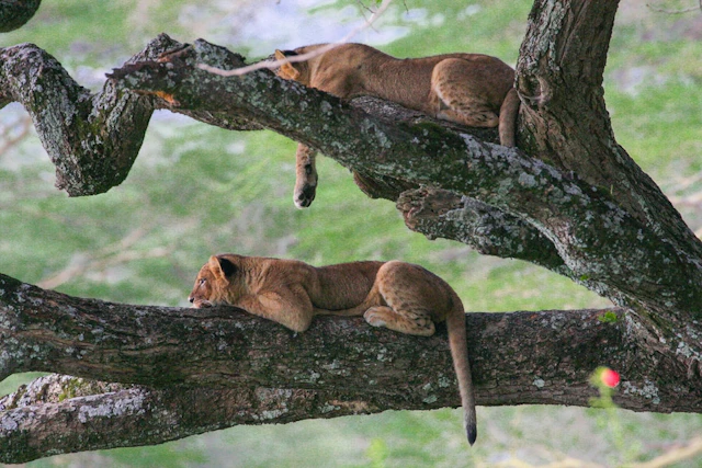 Lake Nakuru Lodge