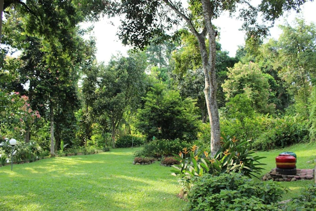 Ecolodge Bukit Lawang