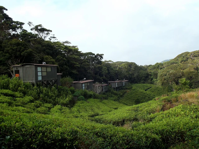 The Rainforest Ecolodge